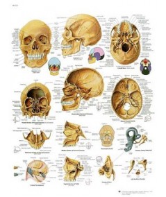 El Craneo Humano