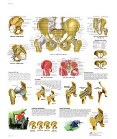 Pelvis y Cadera