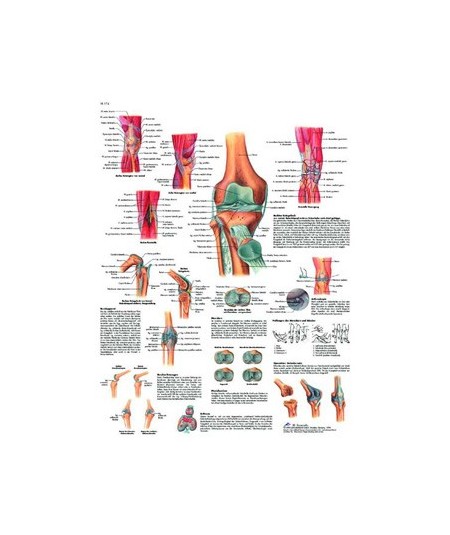 La Articulación de la Rodilla