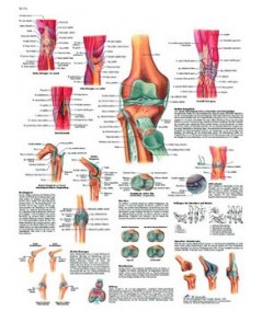 La Articulación de la Rodilla