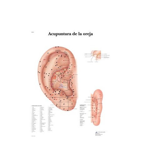 Acupuntura de la Oreja