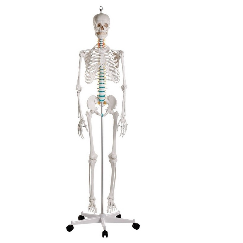 Esqueleto Didactico Oscar