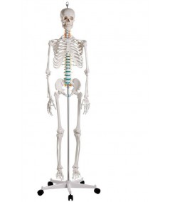 Esqueleto Didactico Oscar