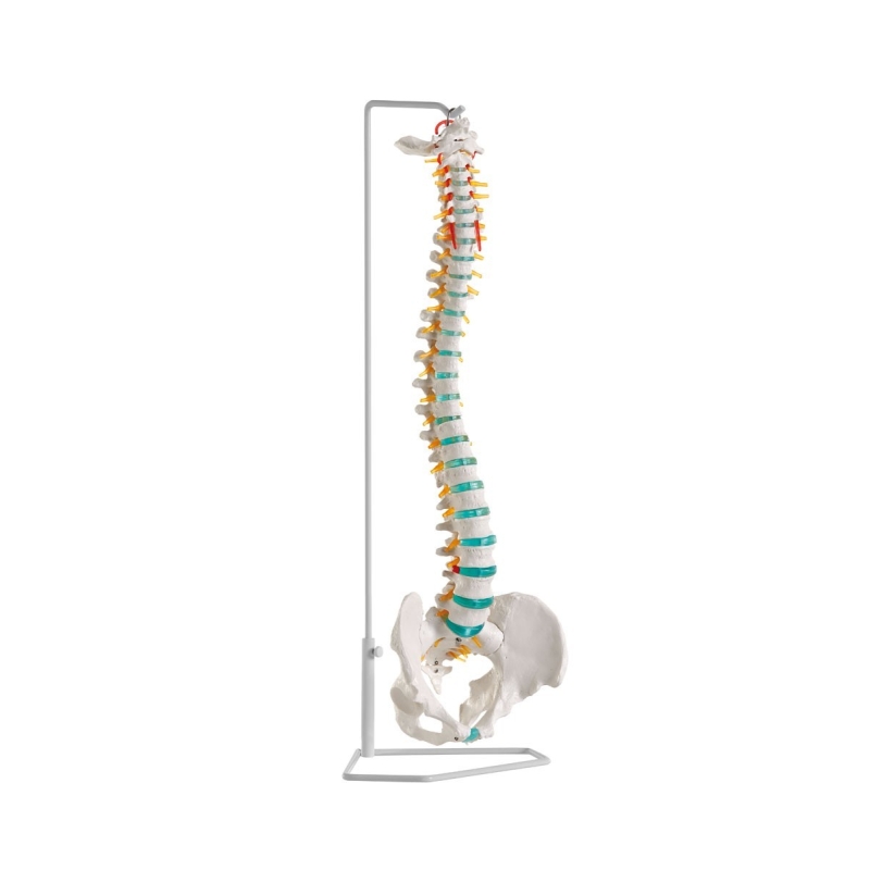 Columna Vertebral Flexible con Soporte