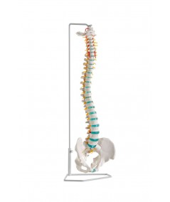 Columna Vertebral Flexible con Soporte