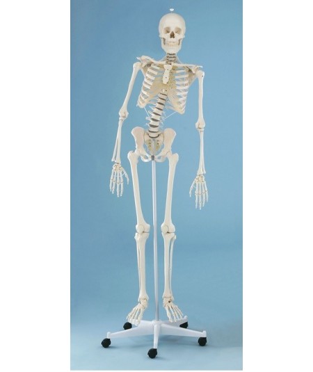 Esqueleto Didactico Hugo con Columna Flexible