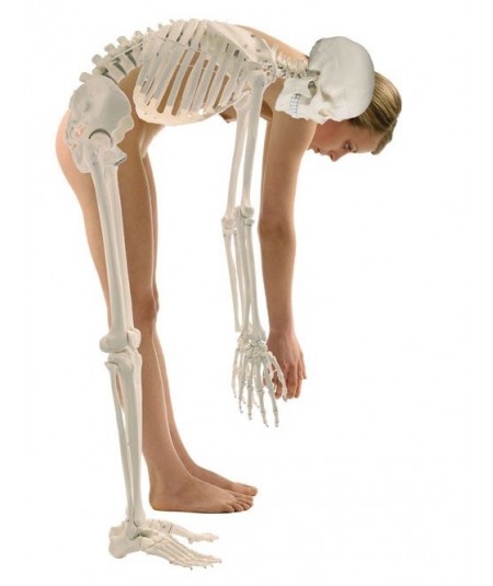 Esqueleto Didactico Hugo con Columna Flexible
