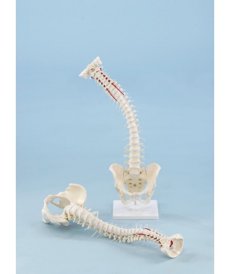 Columna Vertebral con Pelvis Desmontable