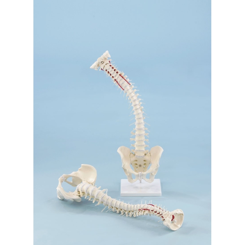 Columna Vertebral con Pelvis Desmontable