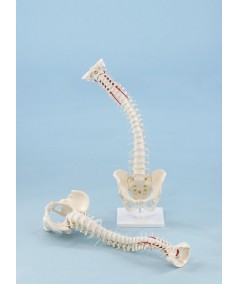 Columna Vertebral con Pelvis Desmontable