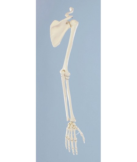 Esqueleto del Brazo con Cintura Escapular