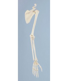 Esqueleto del Brazo con Cintura Escapular