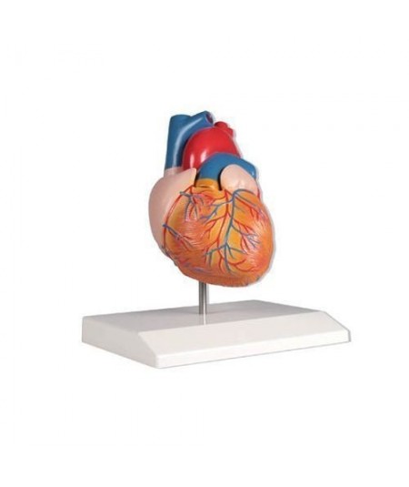 Modelo de corazón en 2 partes