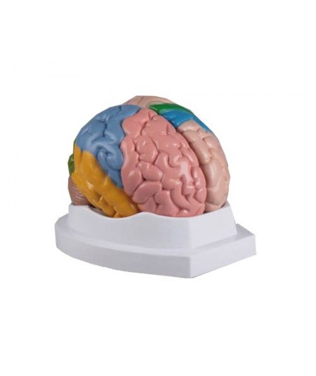Modelo del cerebro en 5 partes