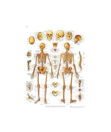 El Esqueleto Humano