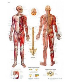El Sistema Nervioso