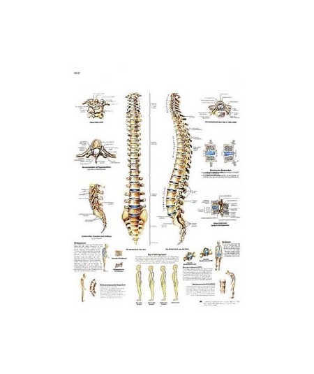 La Columna Vertebral - Anatomia y Patologia