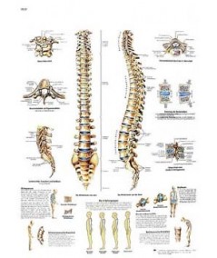 La Columna Vertebral - Anatomia y Patologia