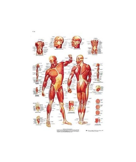 La Musculatura Humana