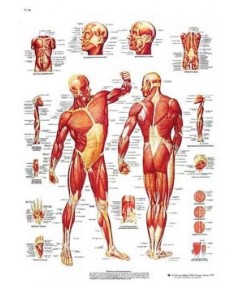 La Musculatura Humana