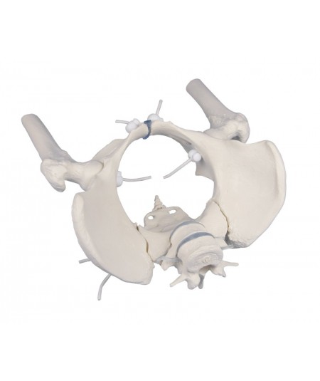 Pelvis femenina con sacro, 2 vertebras lumbares y cabezas femorales, flexible y desmontable