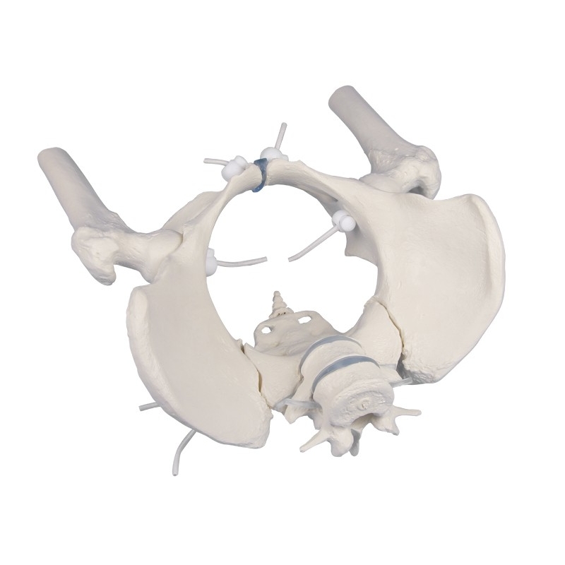 Pelvis femenina con sacro, 2 vertebras lumbares y cabezas femorales, flexible y desmontable