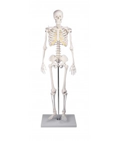 Esqueleto en miniatura Tom