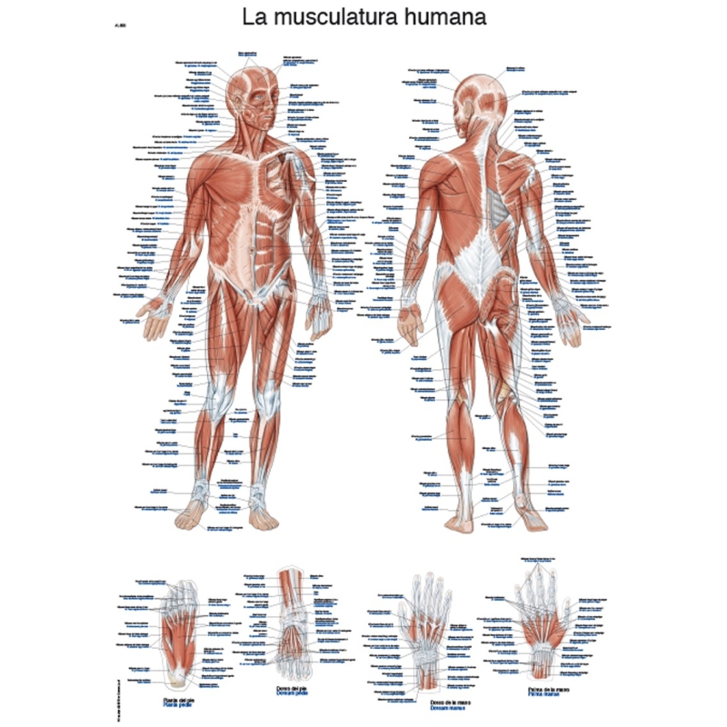 Lamina La musculatura 50 x 70 cm