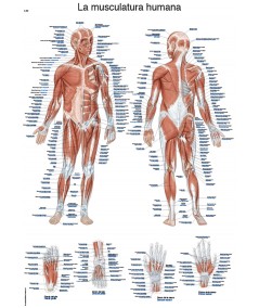 Lamina La musculatura 50 x 70 cm