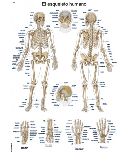Lamina El esqueleto Humano 50 x 70 cm
