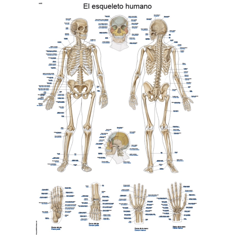 Cuerpo humano: toda la información del esqueleto y un material