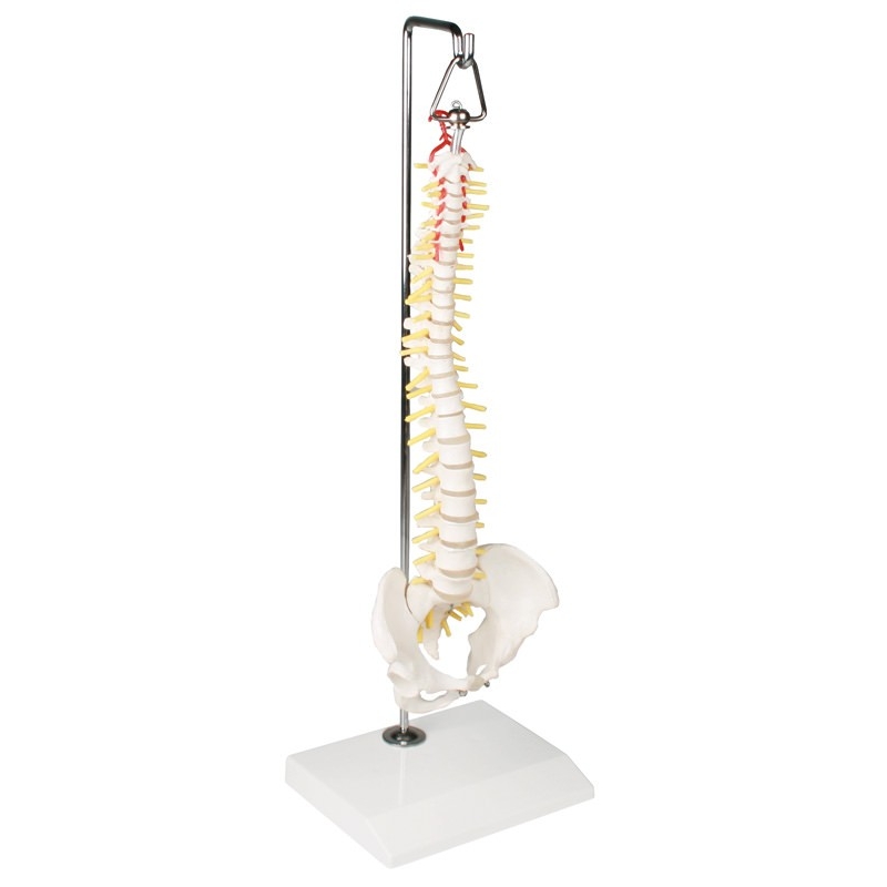 Modelo de Columna Vertebral en Miniatura Suspendida con Pelvis