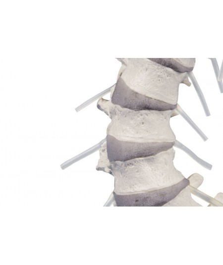 Columna Vertebral con Pelvis Desmontable + Soporte