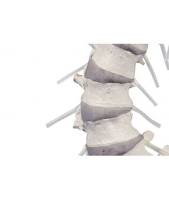 Columna Vertebral con Pelvis Desmontable + Soporte