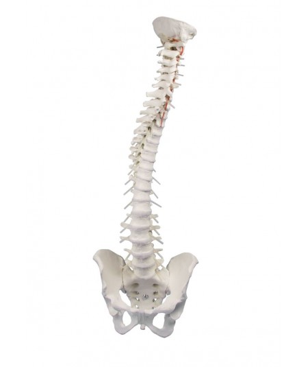 Columna Vertebral con Pelvis Desmontable + Soporte