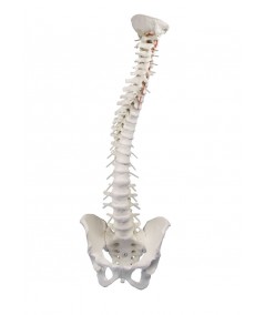 Columna Vertebral con Pelvis Desmontable + Soporte