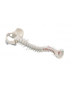 Columna Vertebral con Pelvis Desmontable + Soporte