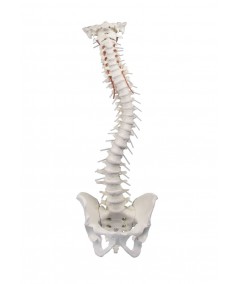 Columna Vertebral con Pelvis Desmontable + Soporte