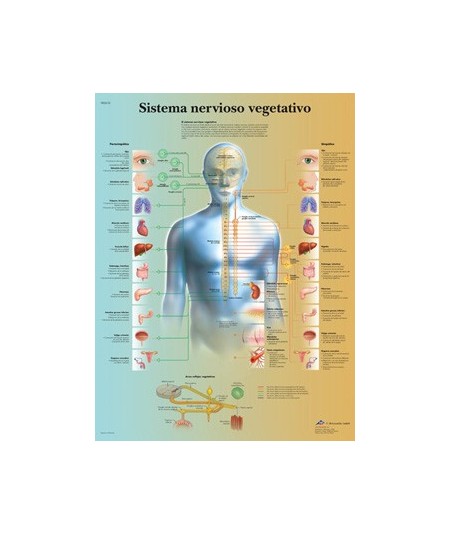Sistema Nervioso Vegetativo