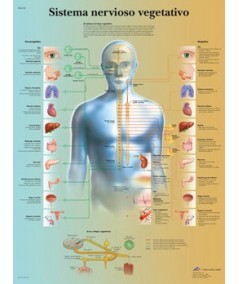 Sistema Nervioso Vegetativo