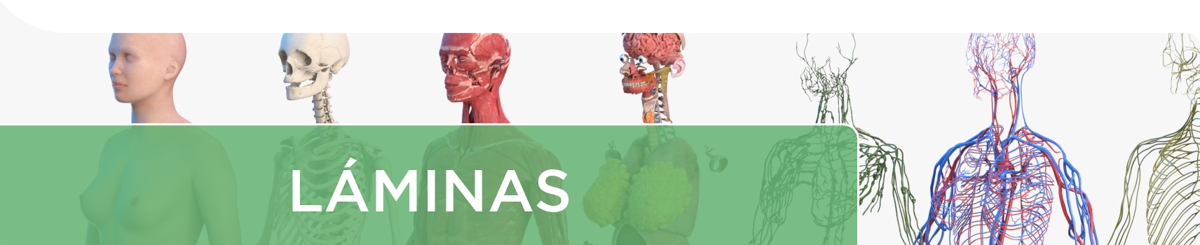 Comprar laminas ilustrativas del cuerpo humano